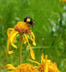 Xanthoepalpus bicolor