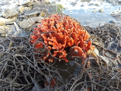 Clathria