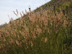 Hypodiscus argenteus