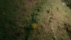 Alcyonium digitatum
