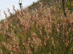 Hypodiscus argenteus