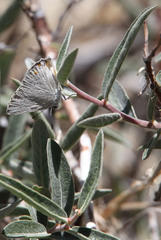 Satyrium sylvinus dryope