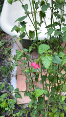 Hibiscus poeppigii