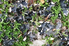 Peltigera horizontalis