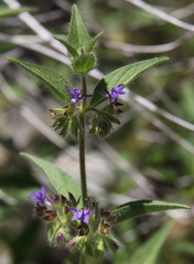 Trichostema rubisepalum