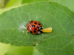 Dinocampus coccinellae