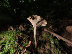 Craterellus undulatus