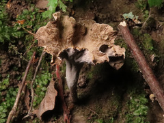 Craterellus undulatus