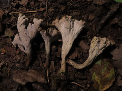 Craterellus undulatus