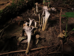 Craterellus undulatus