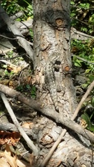 Sceloporus occidentalis