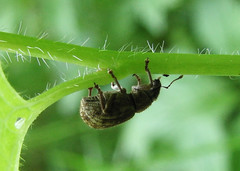 Strophosoma capitatum