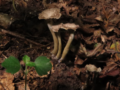Craterellus undulatus