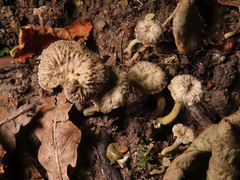Craterellus undulatus