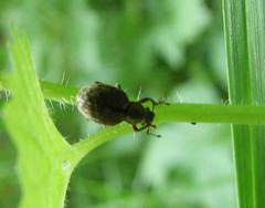 Strophosoma capitatum
