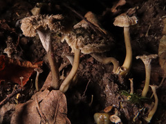 Craterellus undulatus