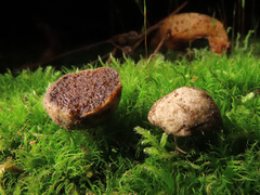 Hymenogaster arenarius