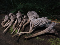 Craterellus cinereus