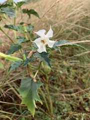 Datura stramonium
