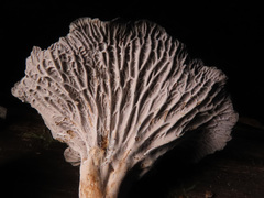 Craterellus cinereus