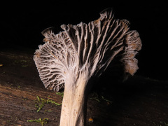 Craterellus cinereus