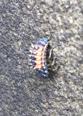 Harmonia axyridis