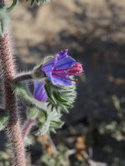 Echium
