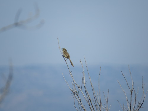 Delicate Prinia (Prinia lepida), photo 6