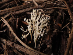 Ramariopsis subtilis