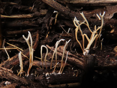 Ramariopsis subtilis