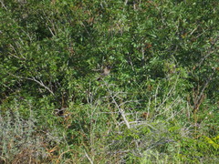 Pycnonotus xanthopygos