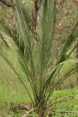 Macrozamia