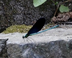 Matrona basilaris