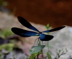 Matrona basilaris