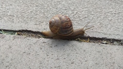 Helix lucorum