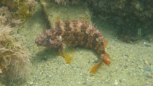 Largemouth Blenny
