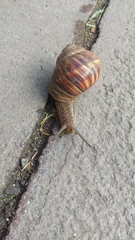 Helix lucorum