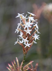 Lysinema pentapetalum