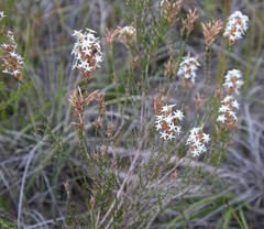 Lysinema pentapetalum
