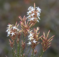 Lysinema pentapetalum