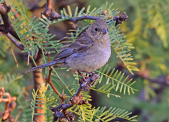 Passerina versicolor