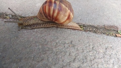 Helix lucorum