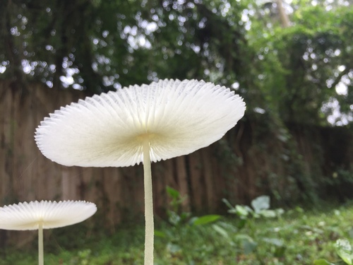 Leucocoprinus fragilissimus image