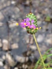 Dalea tenuis