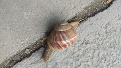 Helix lucorum
