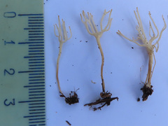 Ramariopsis subtilis