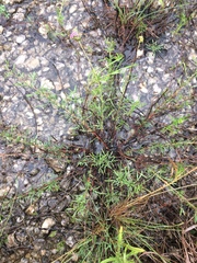 Dalea tenuis