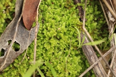 Racopilum cuspidigerum