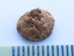 Hymenogaster arenarius