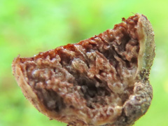 Hymenogaster arenarius